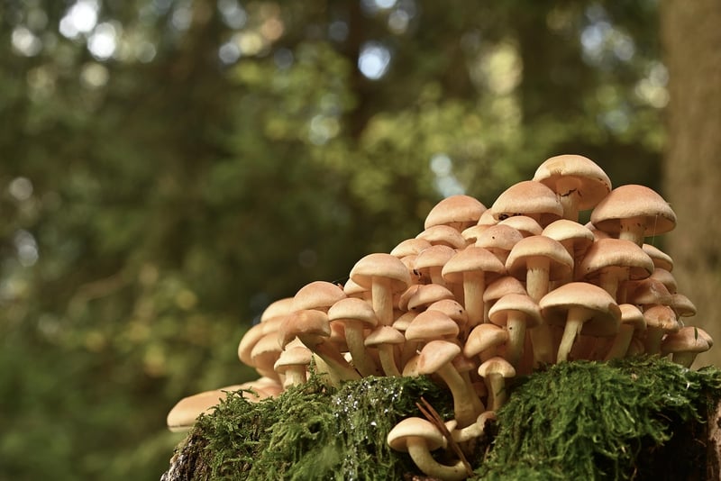 Enchanted Forest Vignettes